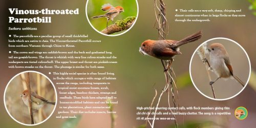 A First Book Of Beautiful Bird Songs: The Best Bird Voices From Around the World - Image 2