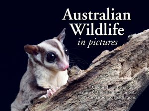 Australian Wildlife in Pictures: Celebrating the Unique Nature of the Island Continent, From Kangaroos to Sea Dragons