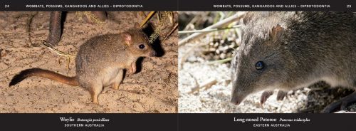 Australian Wildlife in Pictures: Celebrating the Unique Nature of the Island Continent, From Kangaroos to Sea Dragons - Image 4