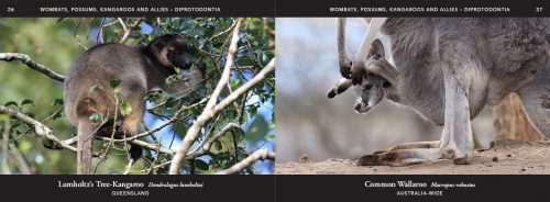 Australian Wildlife in Pictures: Celebrating the Unique Nature of the Island Continent, From Kangaroos to Sea Dragons - Image 3
