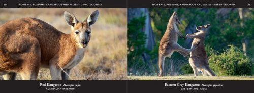 Australian Wildlife in Pictures: Celebrating the Unique Nature of the Island Continent, From Kangaroos to Sea Dragons - Image 2