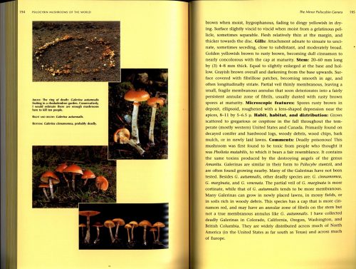 Psilocybin Mushrooms of the World: An Identification Guide - Image 4
