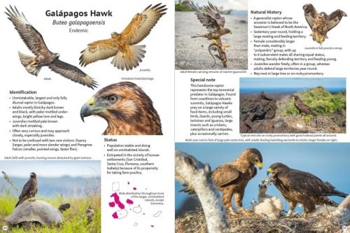 A Pocket Guide to Birds of Galápagos - Image 2