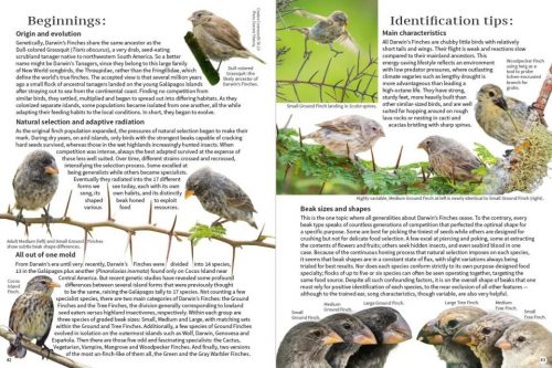 A Pocket Guide to Birds of Galápagos - Image 3