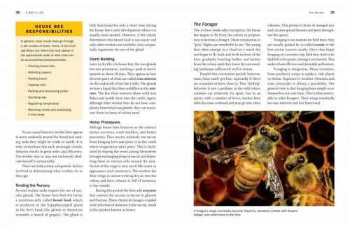 QueenSpotting: Meet the Remarkable Queen Bee and Discover the Drama at the Heart of the Hive - Image 4