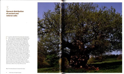 Ancient Oaks in the English Landscape (Second Edition) - Image 2