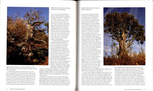 Ancient Oaks in the English Landscape (Second Edition) - Image 3