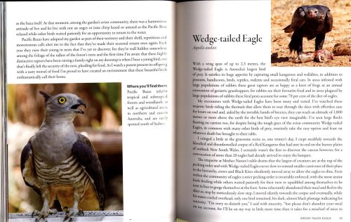 Encounters With Australian Birds: Finding Inspirations from Australia's Amazing Birdlife - Image 5