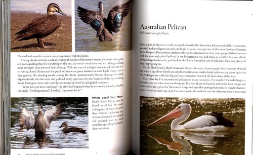 Encounters With Australian Birds: Finding Inspirations from Australia's Amazing Birdlife - Image 6