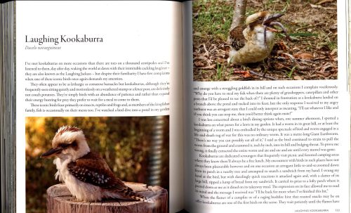 Encounters With Australian Birds: Finding Inspirations from Australia's Amazing Birdlife - Image 7