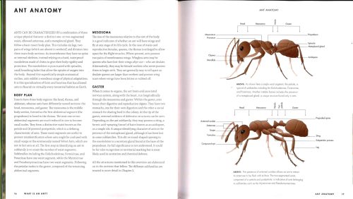 Ants: A Visual Guide - Image 2