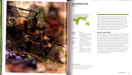 Ants: A Visual Guide - Image 3