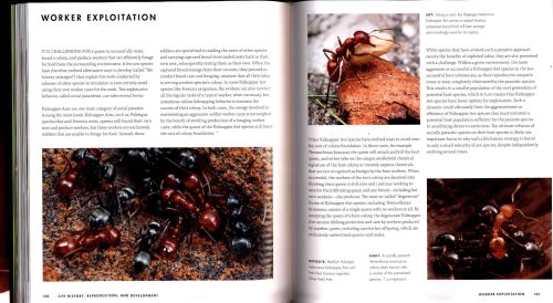Ants: A Visual Guide - Image 4