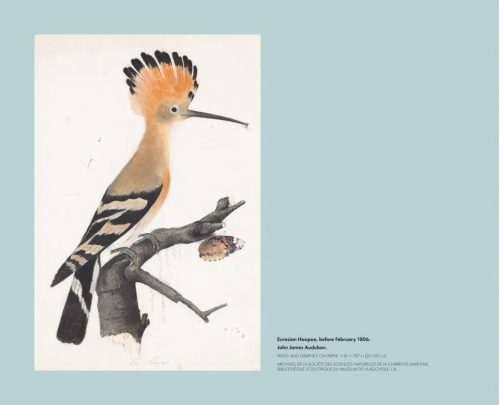 In the Footsteps of Audubon - Image 8