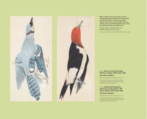 In the Footsteps of Audubon - Image 6