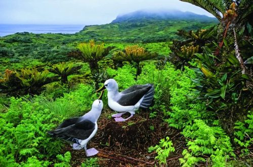One of a Kind: The Unique World of Island Animals - Image 2