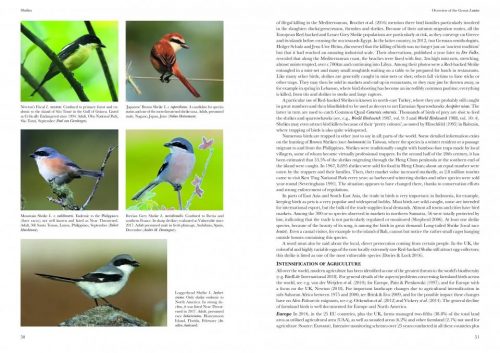Shrikes of the World (Second Edition) - Image 6