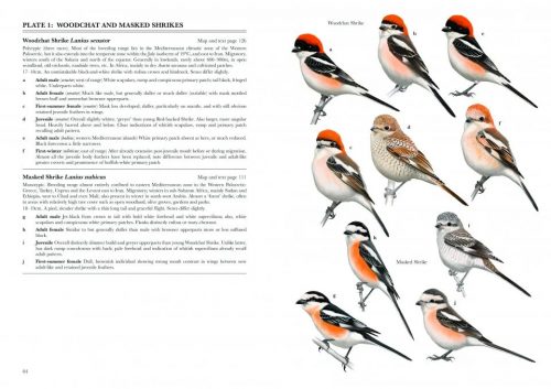 Shrikes of the World (Second Edition) - Image 5