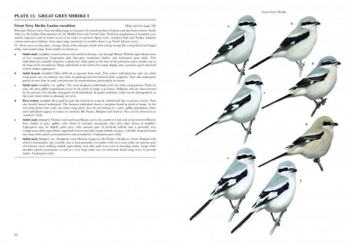 Shrikes of the World (Second Edition) - Image 4