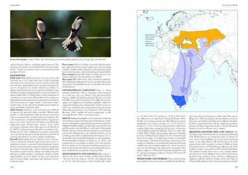 Shrikes of the World (Second Edition) - Image 3