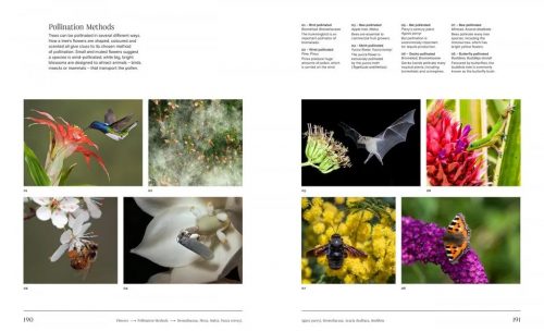 Trees: From Root to Leaf - Image 2