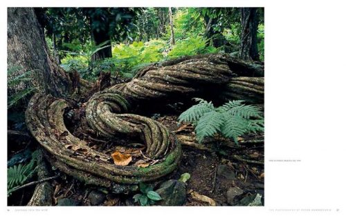 Journeys into the Wild: The Photography of Peter Dombrovskis - Image 5