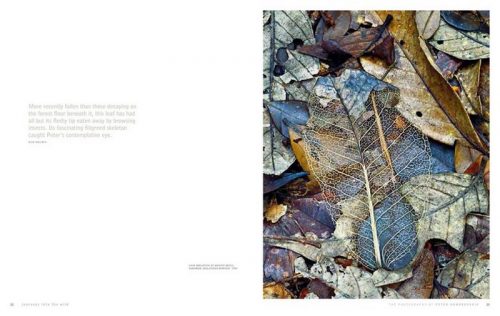 Journeys into the Wild: The Photography of Peter Dombrovskis - Image 4
