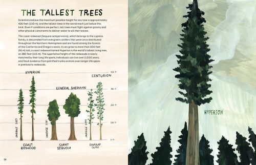 Trees: An Illustrated Celebration - Image 4