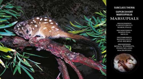 Strahan's Mammals of Australia (Fourth Edition) - Image 3