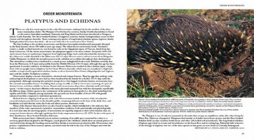 Strahan's Mammals of Australia (Fourth Edition) - Image 4