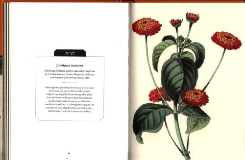 Mexican Plants (Kew Pocketbooks) - Image 3