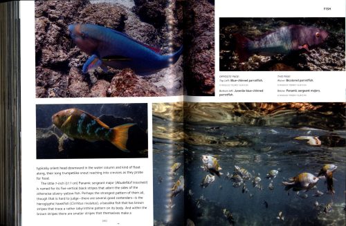 Galápagos: A Natural History (Second Edition) - Image 4