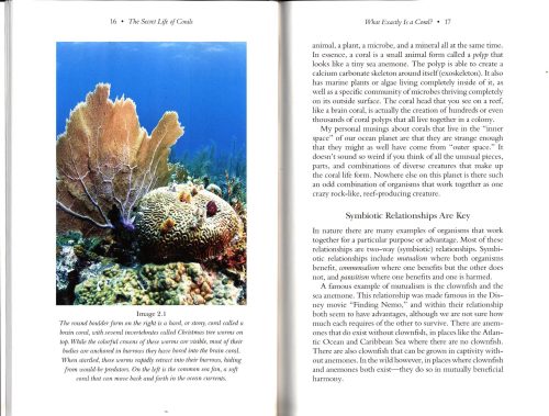 The Secret Life of Corals: Sex, War and Rocks That Don't Roll - Image 2