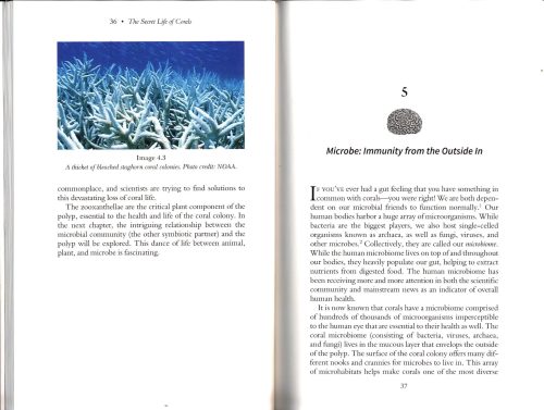 The Secret Life of Corals: Sex, War and Rocks That Don't Roll - Image 3