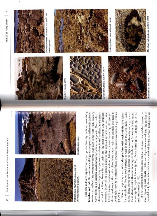 Field Guide to the Seashores of South-Eastern Australia - Image 2