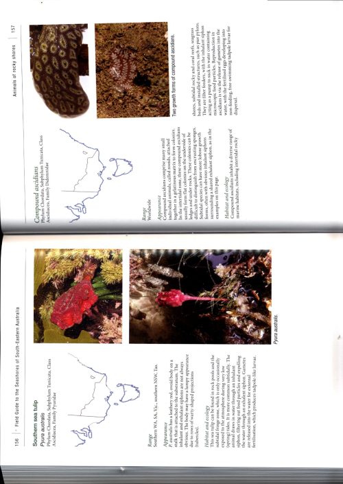 Field Guide to the Seashores of South-Eastern Australia - Image 4