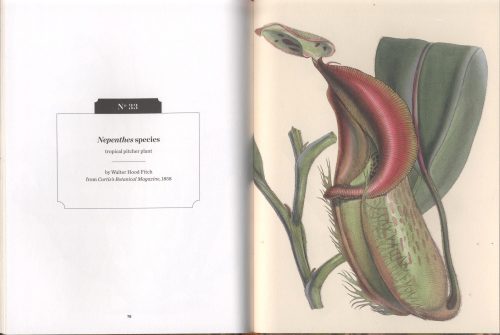 Carnivorous Plants (Kew Pocketbooks) - Image 3