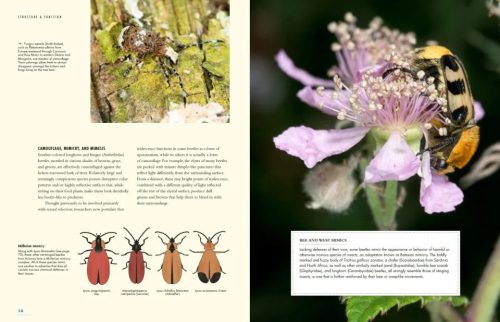 The Lives of Beetles: A Natural History of Coleoptera - Image 4