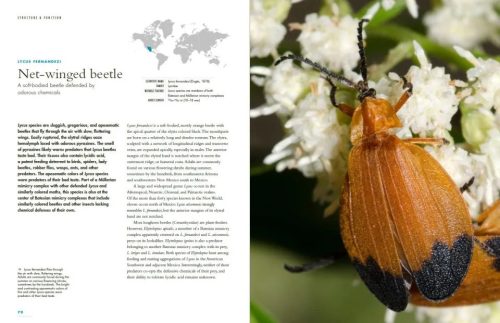 The Lives of Beetles: A Natural History of Coleoptera - Image 3