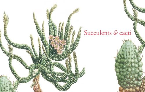 A Splendour of Succulents & Cacti - Image 3