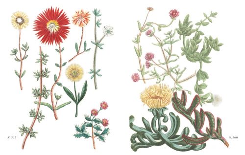 A Splendour of Succulents & Cacti - Image 2