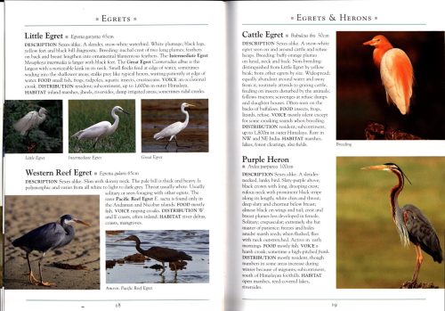 A Naturalist's Guide to the Birds of India: Bangladesh, Bhutan, Nepal, Pakistan and Sri Lanka (Second Edition) - Image 2