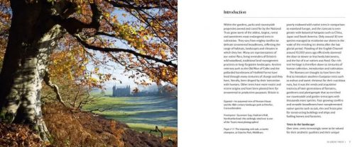 50 Great Trees of the National Trust - Image 3