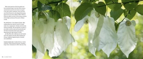 50 Great Trees of the National Trust - Image 5