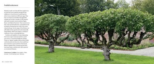 50 Great Trees of the National Trust - Image 6