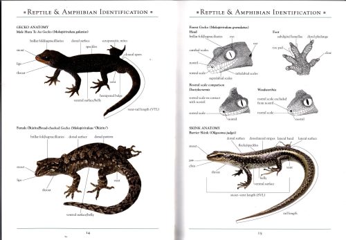 A Naturalist's Guide to the Reptiles & Amphibians of New Zealand - Image 4