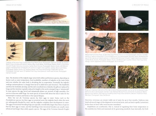 Frogs of Victoria:  A Guide to Identification, Ecology and Conservation - Image 2