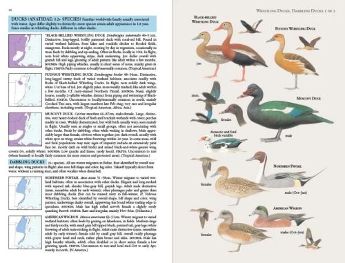 Birds of Belize - Image 3