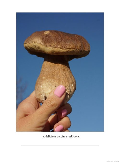 Fungi of Aotearoa: A Curious Forager's Field Guide - Image 4