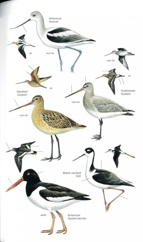 Birds of Puerto Rico and the Virgin Islands (Third Edition) - Image 4